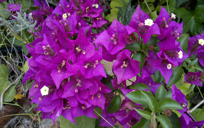 comunidades el runar